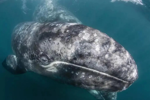世界五大最大的鲸鱼 是什么（蓝鲸第一）