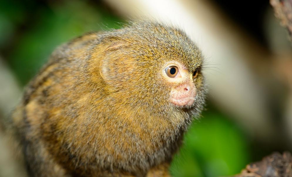 世界上最小的猴子 还没有昆虫大（侏狨）
