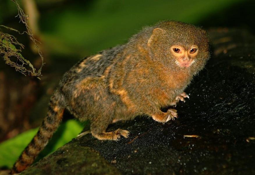 世界上最小的猴子 还没有昆虫大（侏狨）