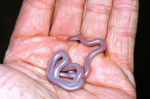 世界上最短的蛇 体型不到30公分（盲蛇）