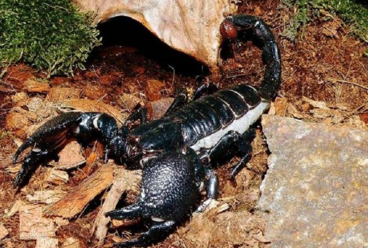 世界上最大的蝎子 能长到40厘米（帝王蝎）