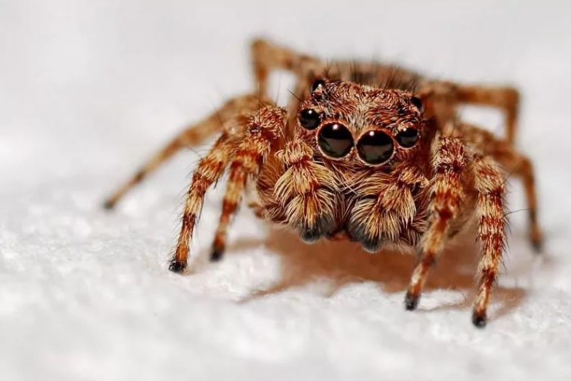 世界上体型最小的蜘蛛 体型0.043（施展蜘蛛）