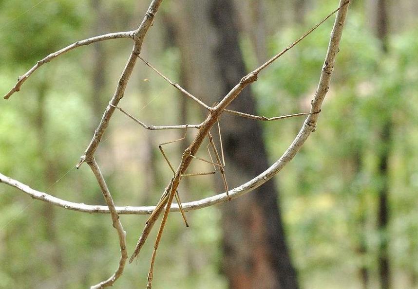 世界上最长的昆虫 竹节虫（身长62.4厘米）