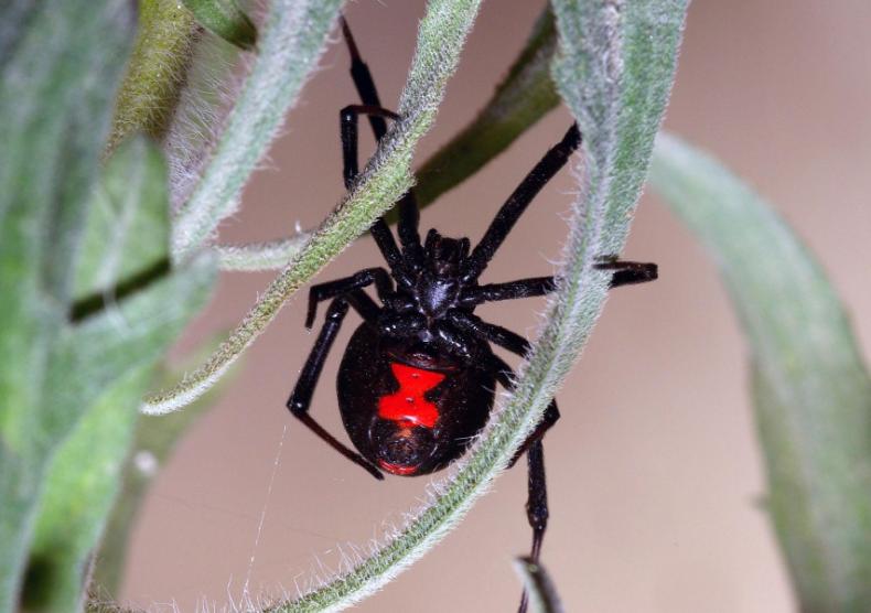 世界上蜘蛛最多的地方 危险性超高（澳大利亚）