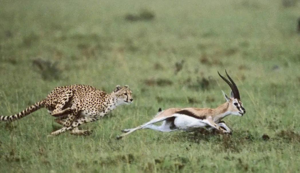 世界速度最快的哺乳动物 世界之最（猎豹）