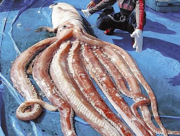 世界上最大的鱿鱼 有多重 （巨型鱿鱼）