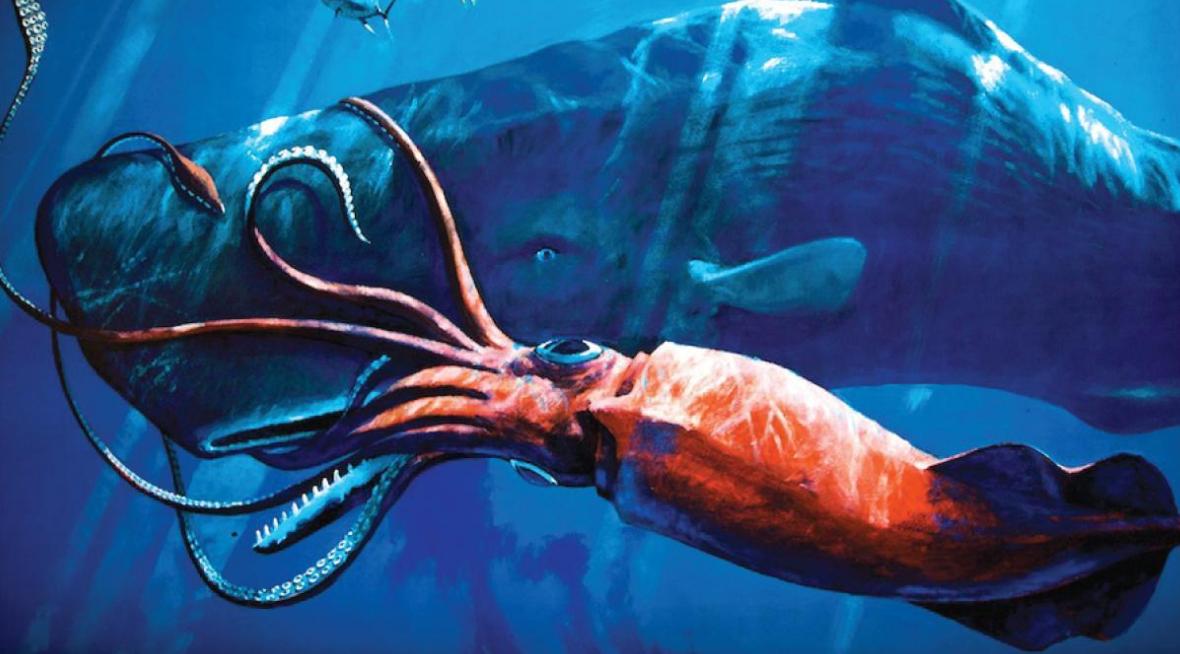 世界上最大的鱿鱼 有多重 （巨型鱿鱼）