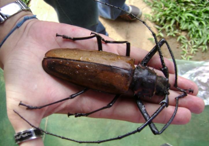 世界上三大巨型昆虫 昆虫排行版（泰坦甲虫）
