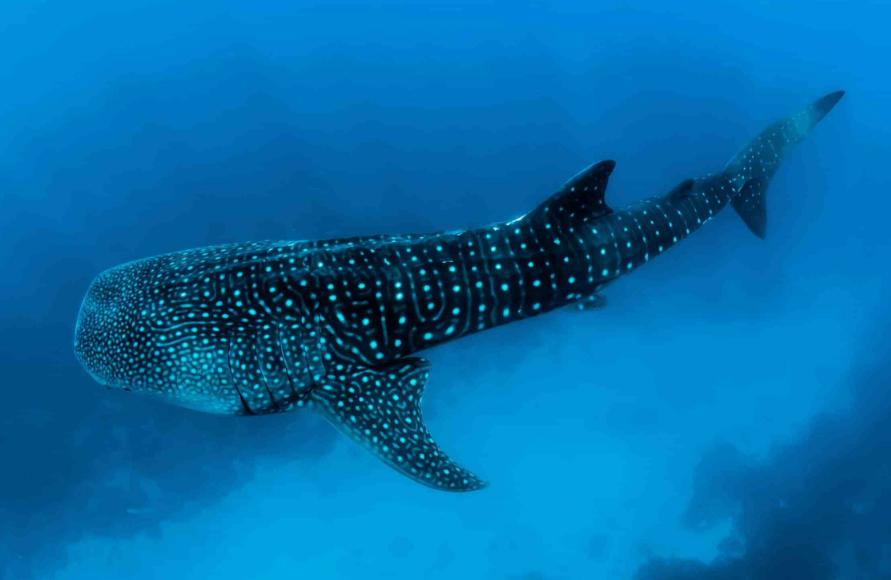 世界三大最长的鱼 是什么鱼（鲸鲨第一）