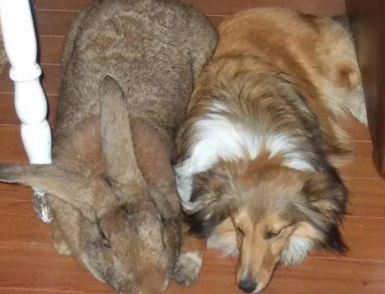 世界三大最大兔子排行 有多少公斤（巨型兔子）