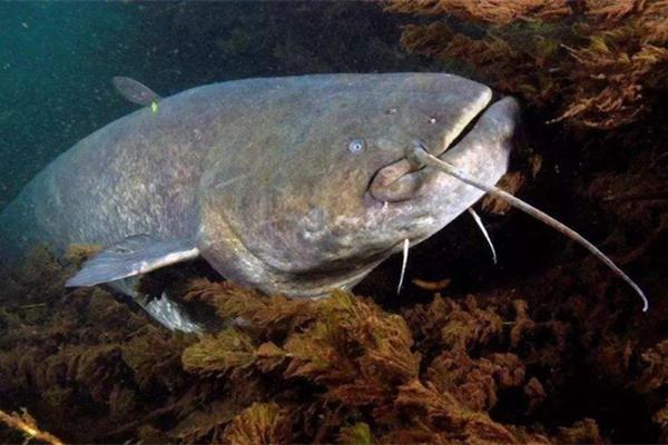 世界三大巨型淡水鱼 体型最大淡水鱼（最长7米）