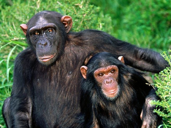 人类的祖先是猿猴，那么猿猴又是谁进化的（可能是鱼）