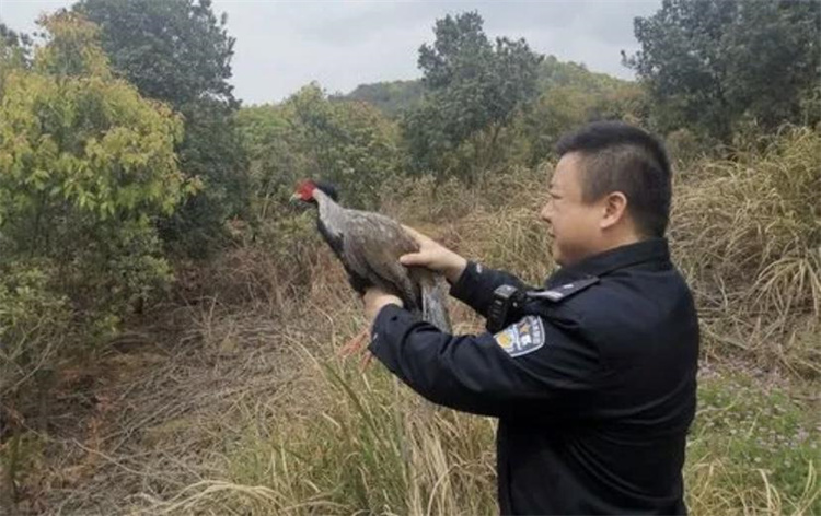 50只宠物鹦鹉被遗弃在深圳某公园内，许多热心市民组团进行救援