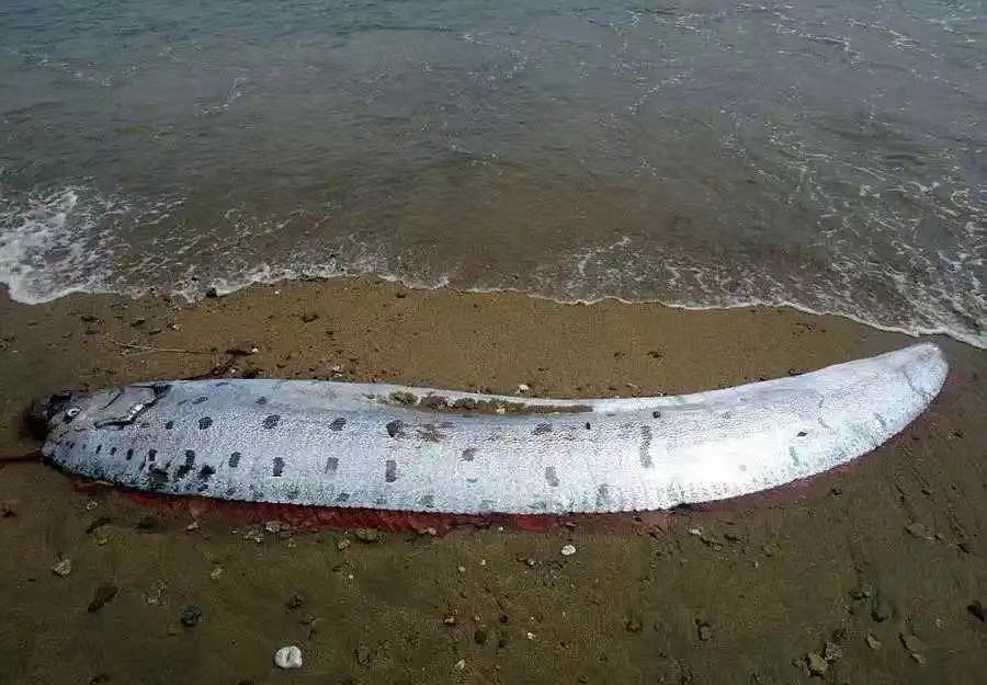 6米“地震鱼”现身台湾，据说它能预测地震，台湾近期会有地震吗