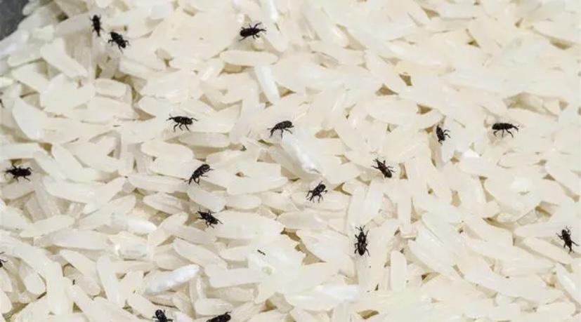 大米如果储存的时间久了就会长出虫子，是因为什么呢？