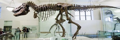 对生物进化论产生了疑问，为什么只发现恐龙化石，不发现人类呢？