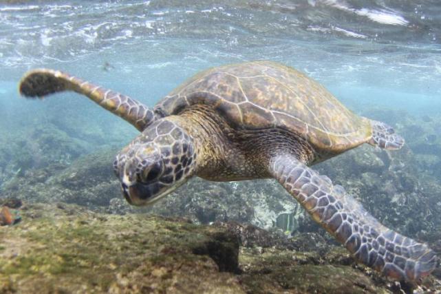 美国学者解密海龟长寿秘诀，长生不老或成真，虚拟人计划正式启动