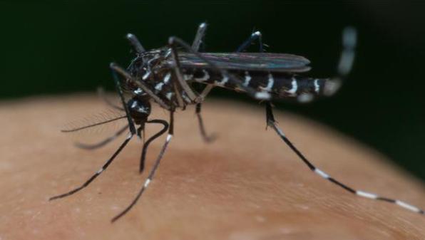 蚊子为啥会一直咬人？可能和人类之前做的错事有关系（人类发展）