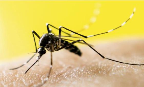 蚊子为啥会一直咬人？可能和人类之前做的错事有关系（人类发展）