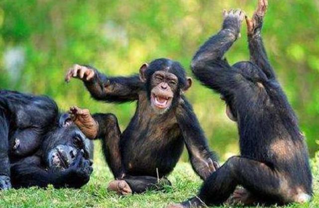 黑猩猩感染上了人类病毒，为啥会变得这么可怕？（黑猩猩实验）