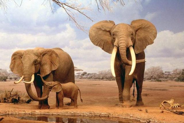 动物都在被迫退化，大象已经不再长出象牙（保护动物）
