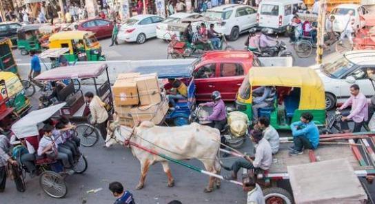 印度为啥会这么崇拜牛？居然还要吃牛粪？（神奇国度）