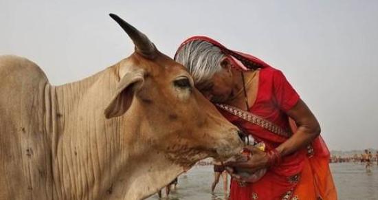 印度为啥会这么崇拜牛？居然还要吃牛粪？（神奇国度）