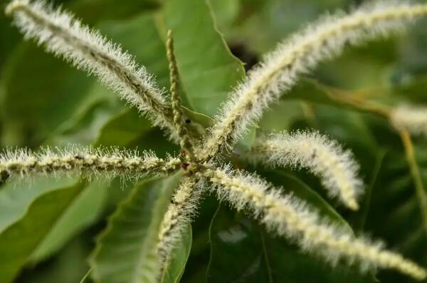 栗子花和石楠花的味道:类似于男性的特殊分泌物(味道刺鼻)