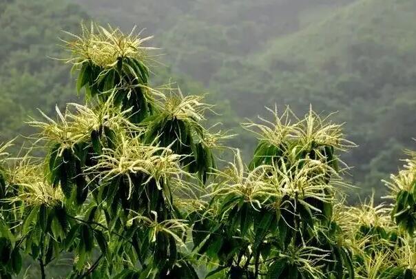 栗子花的味道怎么形容：腥味很浓郁(和污花石楠花不相上下)