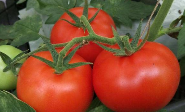 在法国发现的番茄病毒，会不会是人类的又一场灾难？（病毒灾难）