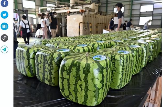 日本出现的方形西瓜，到底有什么奥秘？（西瓜变异）