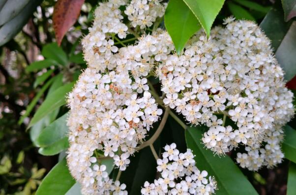 石楠花是武汉的市花吗？并不是（梅花才是武汉市花）