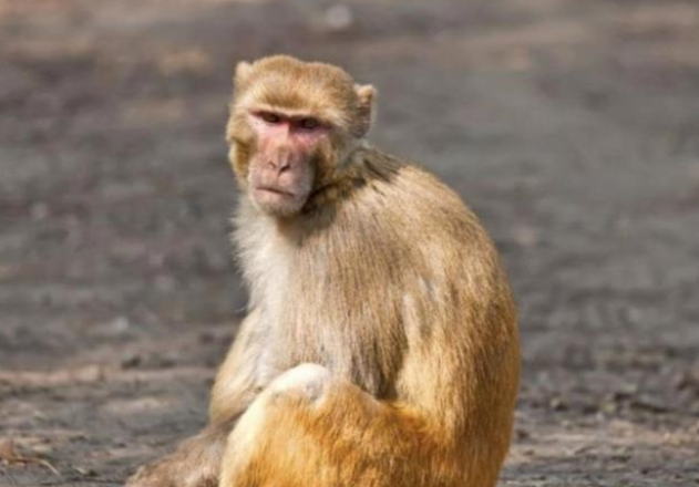美国女子接触出逃的实验猴，居然被感染了病毒（实验室生物）