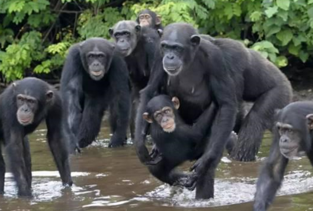 西非6个荒岛被黑猩猩占领，难道要猩球崛起？（猩猩文明）