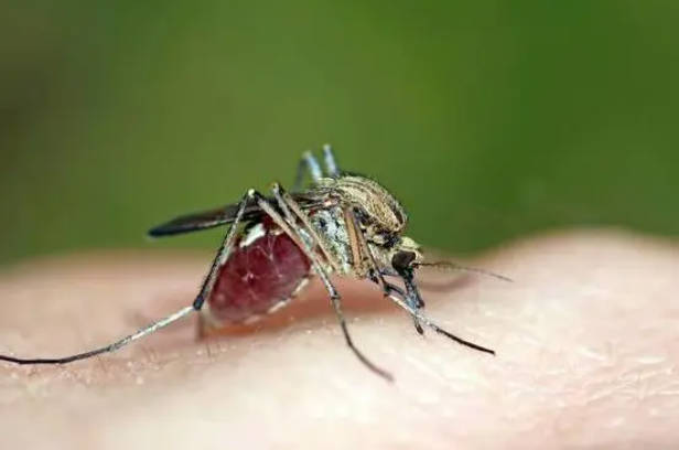 新型病毒可能就要到来，可以通过蚊虫来传播（新病毒传播）
