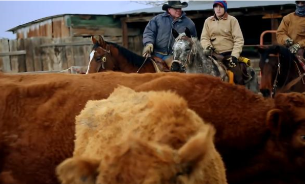 美国有上千头牛无故死亡，是不是有未知的力量？（神秘力量）