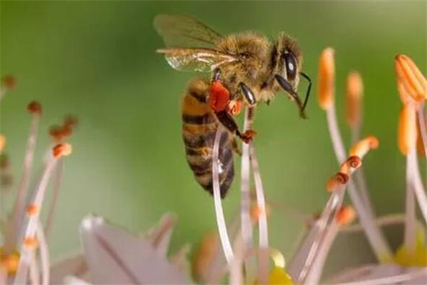 蜜蜂为什么没有蜂王就会死?没有蜂王产卵(不再有新生命)