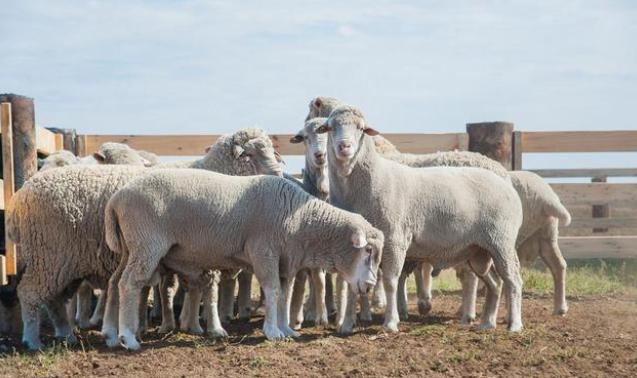 新西兰羊群放屁是否会导致全球变暖？专家培育少屁羊(会产生甲烷)