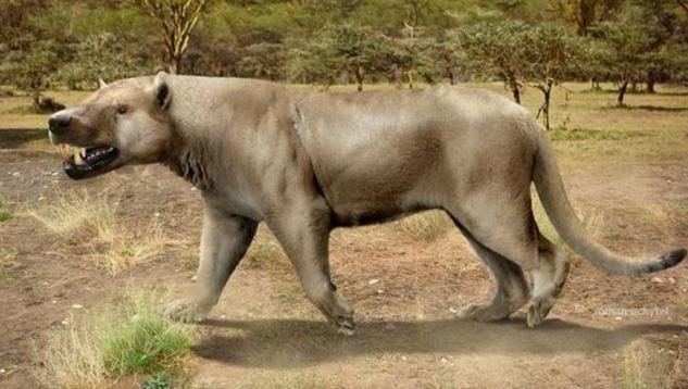 曾经非洲大陆的绝对王者，体重高达一吨的鬣齿兽，为何会灭绝？