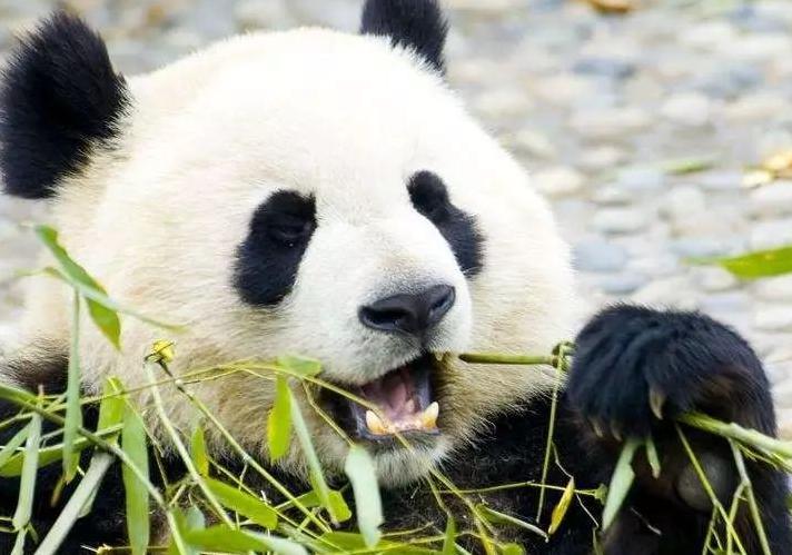 大熊猫假孕的原因：多半是为了吃