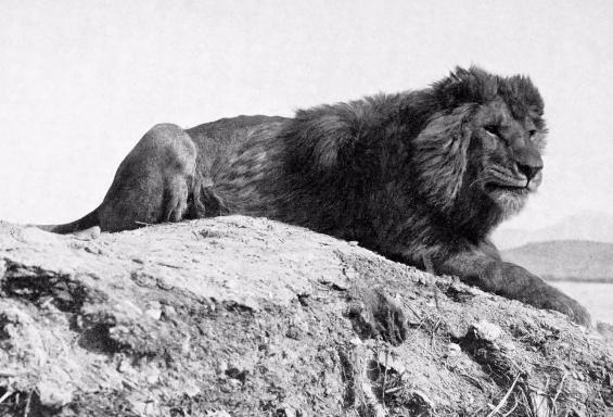 以前的斗兽场之王世界上最大的狮子，濒临灭绝的真正原因