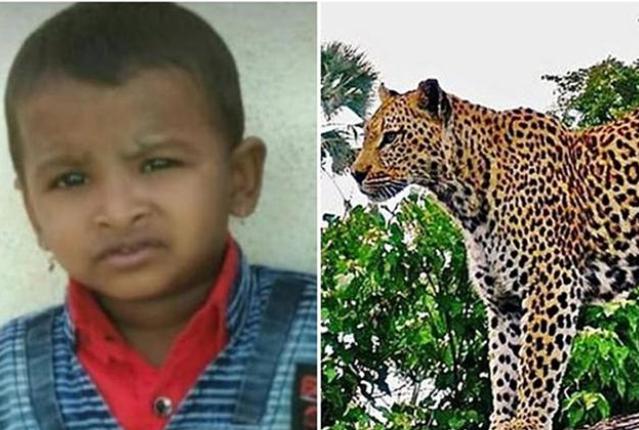 印度发生野生豹吃人惨剧，三岁男童被叼走吃剩半截（身手敏捷）