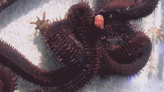 博比特虫：深海小鱼的噩梦，凶猛口器一秒撕碎猎物（鱼类的噩梦）