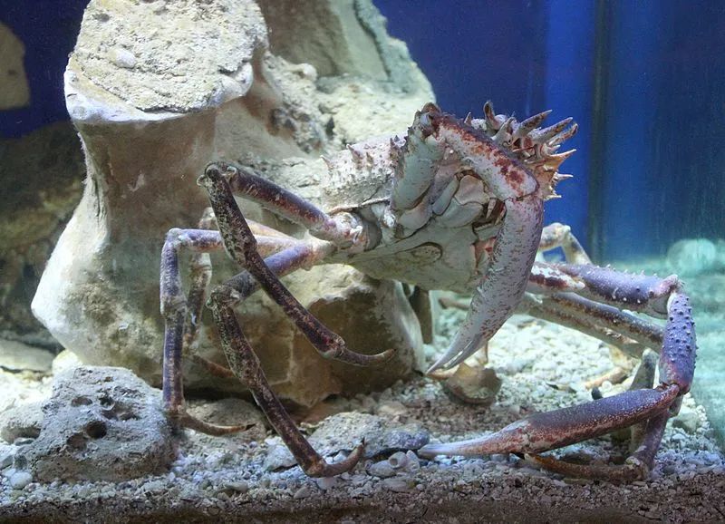 明明性格温顺的甘氏巨螯蟹，却被当成凶猛杀人蟹（性格非常温和）