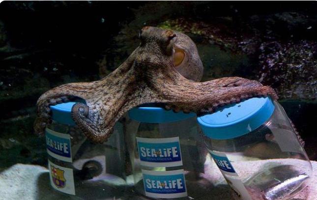 深海的灵长目动物章鱼能有多聪明？在几亿年前和人类有共同祖先