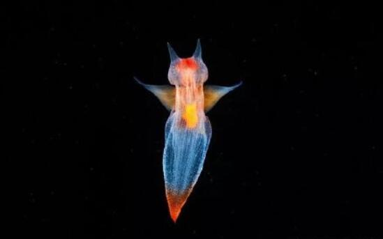裸海蝶：海洋中的冰之精灵，进食犹如外星人（有趣的物种）