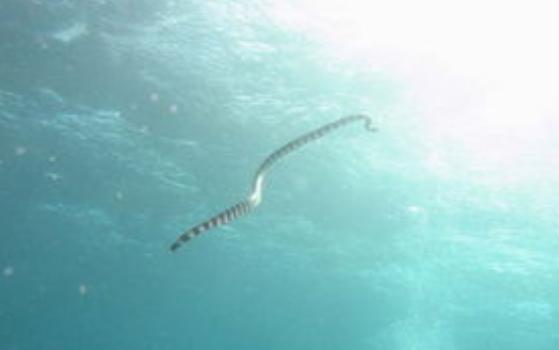 目击频繁出现头像骆驼，身长20米似大海蛇，真实存在的海怪？