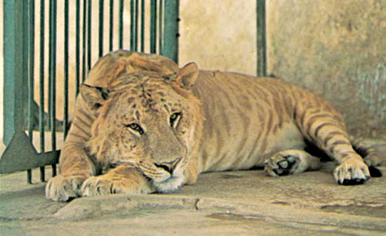 全国首只狮虎兽诞生，多半是老虎的基因（混血兽）