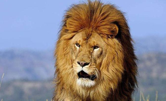 以前的斗兽场之王，威风凛凛堪称最大的狮子，濒临灭绝（纯种）