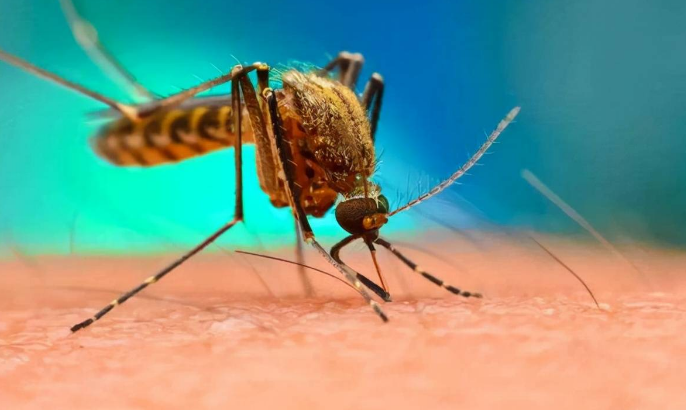 美国已经释放了好几亿只蚊子，他们的目的是什么？（基因生物）